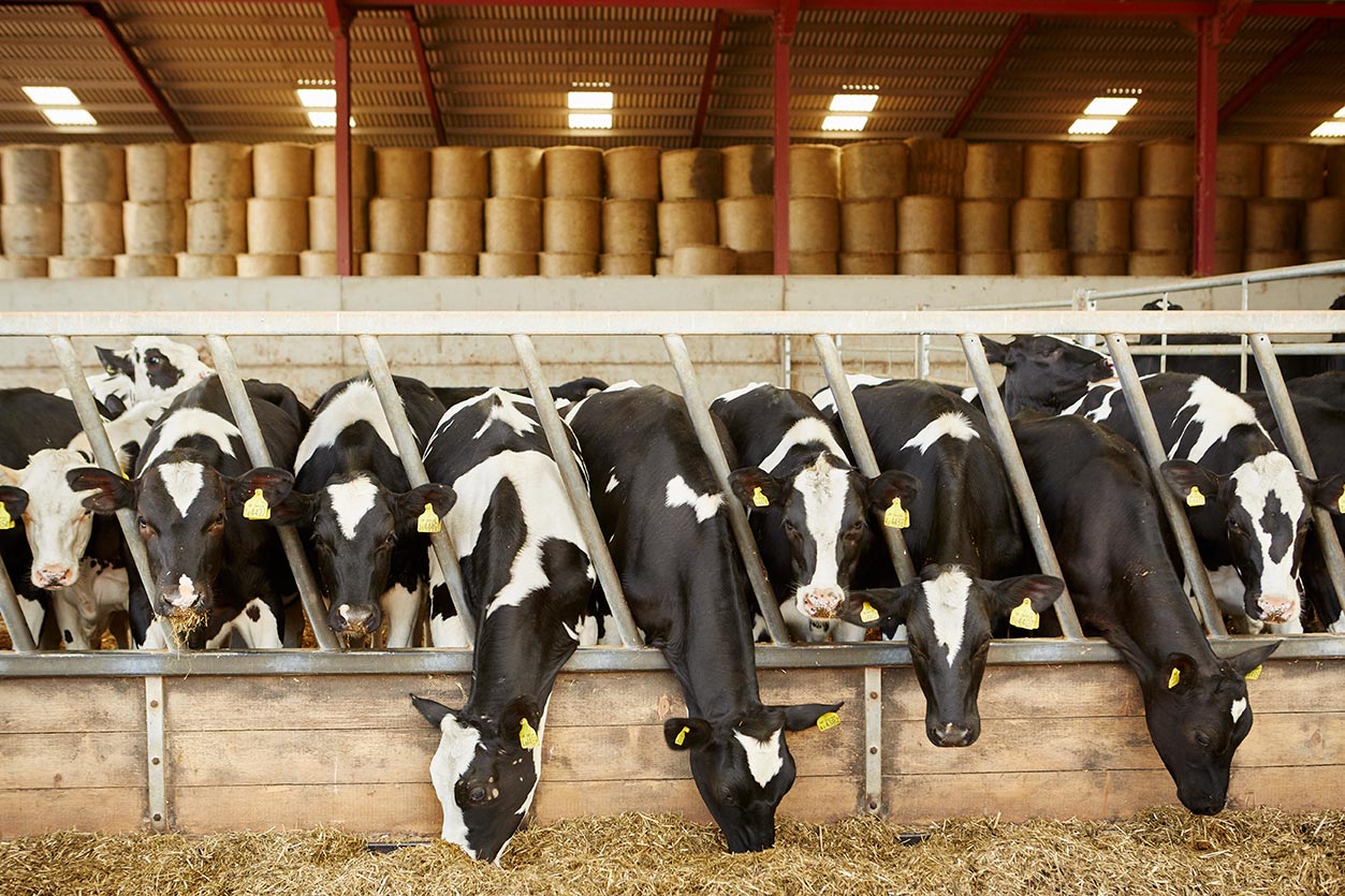 Grãos para consumo animal: especificações e padrões de qualidade